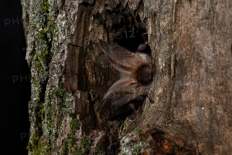 Brown long-eared bat (Plecotus auritus) in a tree hollow, Thuringia, Germany, Europe