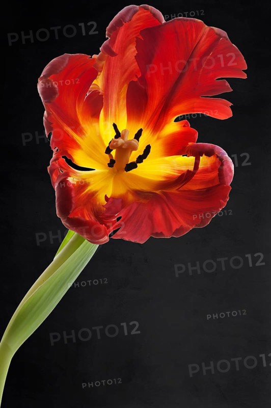 Blossom of the parrot tulip (Tulipa) on a dark background, Bavaria, Germany, Europe