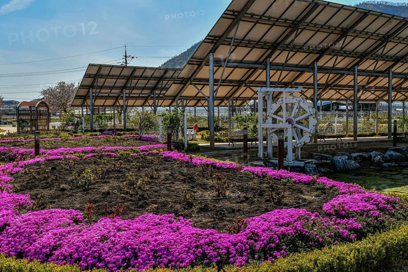 White wooden waterwheel under solar panel at public park with purple flowers in foreground