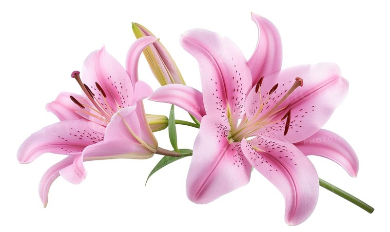 Pink lily flowers bouquet isolated on white background AI generated