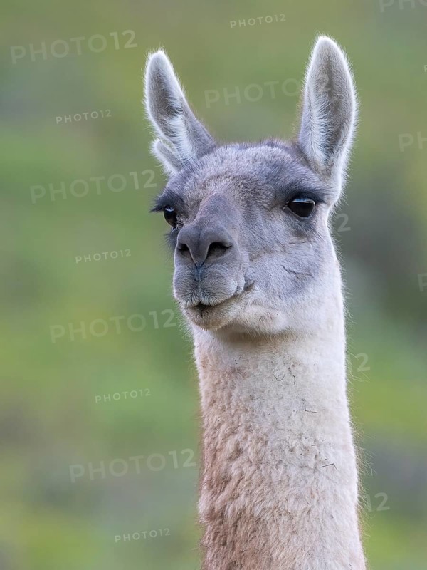 Guanaco (Llama guanicoe), Huanaco, adult, animal portrait, Torres del Paine National Park, Patagonia, end of the world, Chile, South America
