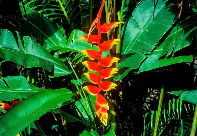 Seychelles, Flora, Heliconia rostrata, Africa