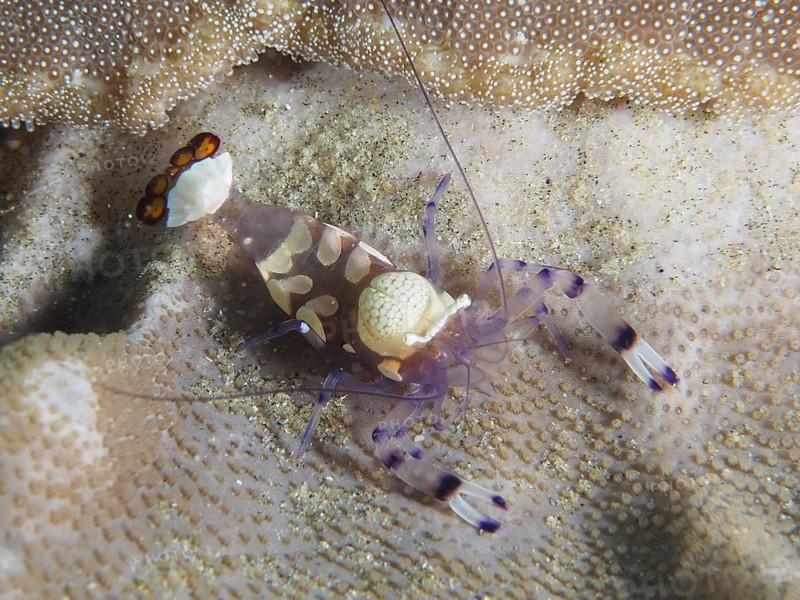 Peacock-eyed anemone shrimp (Ancylocaris brevicarpalis) on a carpet anemone, Sodwana Bay National Park dive site, Maputaland Marine Reserve, KwaZulu Natal, South Africa, Africa
