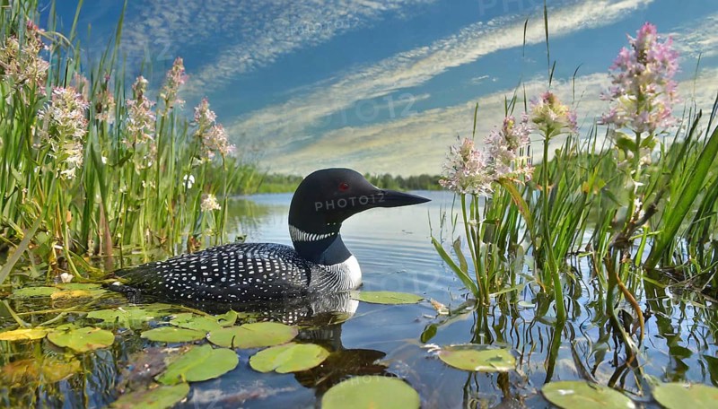 Ai generated, animal, animals, bird, birds, biotope, habitat, a, individual, swims, waters, breeds, nest, reeds, water lilies, blue sky, foraging, wildlife, summer, seasons, loon, (Gavia immer), tundra, Greenland, Iceland, Canada, loon, winters on the coasts of Europe, North America