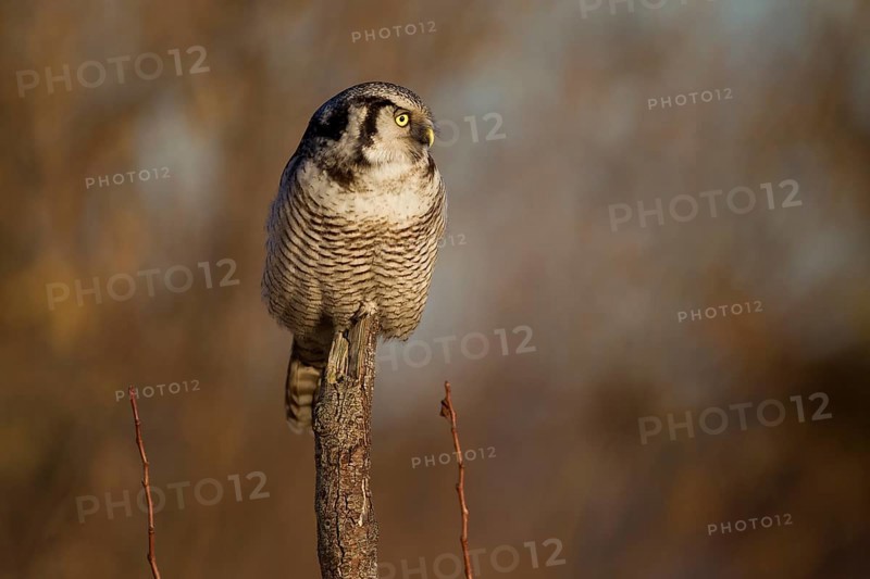 Northern hawk owl (Surnia ulula) in a hide, errant, Saxony, Germany, Europe