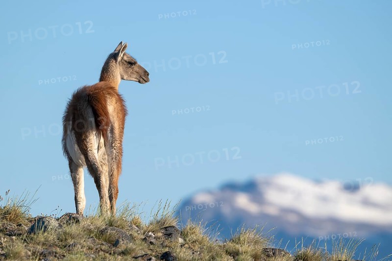 Guanaco (Llama guanicoe), Huanako, adult, in front of blue sky, Torres del Paine National Park, Patagonia, end of the world, Chile, South America
