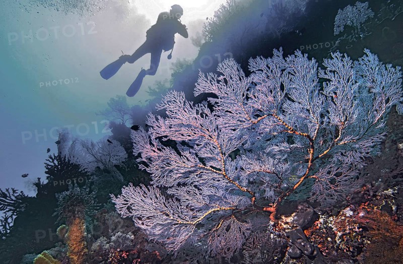 Knotted fan coral (Melithaea ochracea), with diver, Wakatobi Dive Resort, Sulawesi, Indonesia, Asia