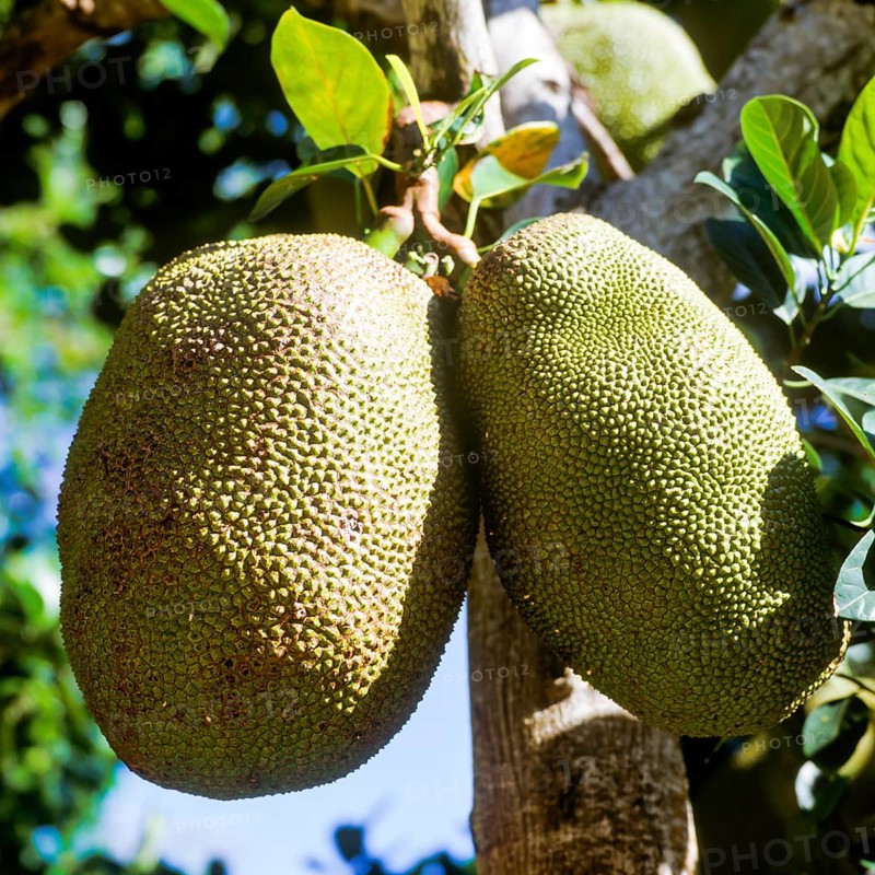 Seychelles, agriculture, fruit, breadfruit, Africa