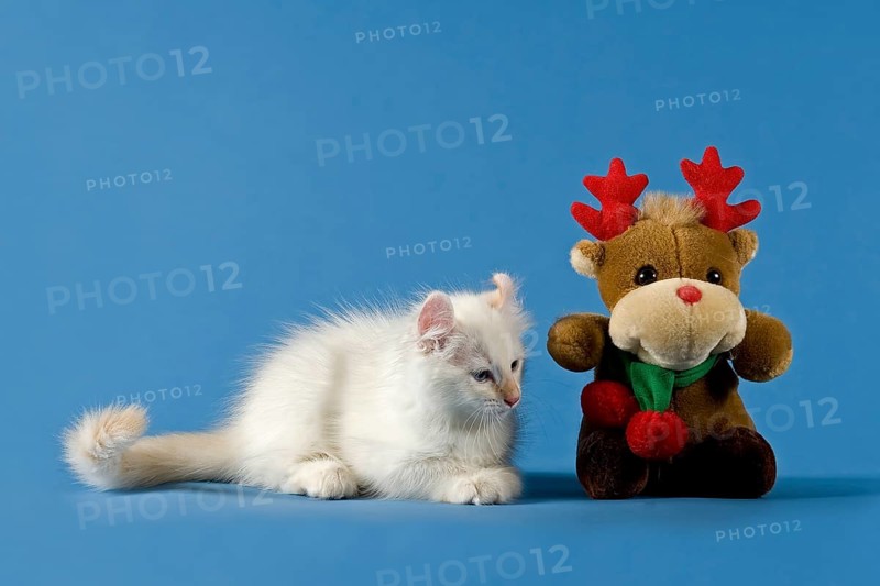 American-Curl kitten, age 17 weeks, colour seal torbie point with white, Christmas, studio picture