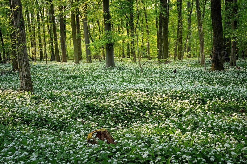 A deciduous forest with white flowering ramson (Allium ursinum) in spring in the evening sun. Rhine-Neckar district, Baden-Wuerttemberg, Germany, Europe