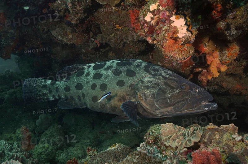 Potato grouper (Epinephelus tukula) and cleaner fish. Dive site Sodwana Bay National Park, Maputaland Marine Reserve, KwaZulu Natal, South Africa, Africa