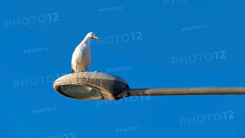 A seagull sits on a street lamp under the clear blue sky, Gythio, Mani, Peloponnese, Greece, Europe