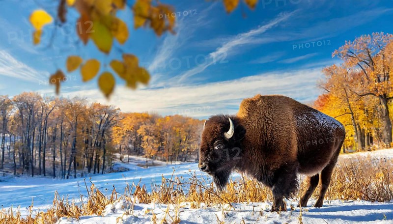 AI generated, animal, animals, mammal, mammals, biotope, habitat, one, individual, foraging, wildlife, bison, North America, Buffalo, wild cattle, (Bison bonasus), autumn, autumn leaves, early winter, snow