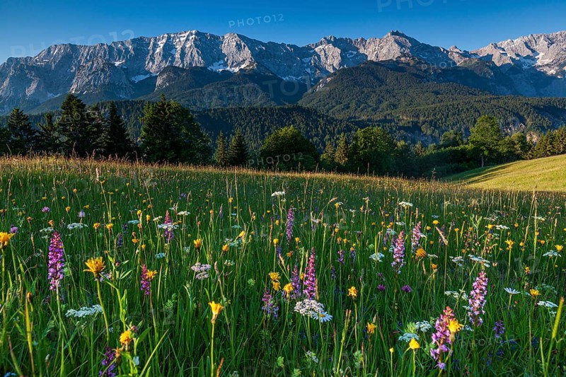 Alpine meadow with flowers in front of mountains, orchids, morning light, summer, Eckbauer, Garmisch-Partenkirchen, Wettersteinwand, Wetterstein range, Bavaria, Germany, Europe