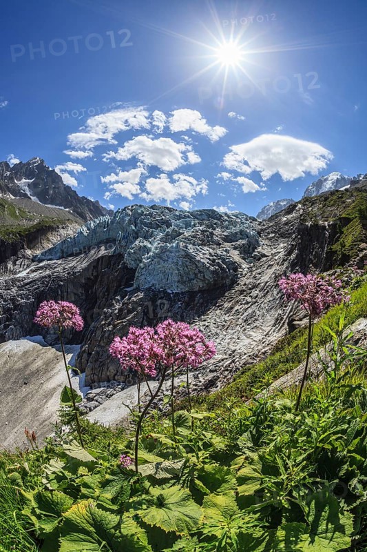 Mountain peak with glacier tongue and flowers in sunlight, backlight, Argentiere glacier, Mont Blanc massif, French Alps, Chamonix, France, Europe