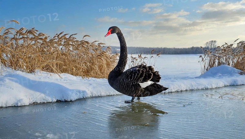 KI generated, animal, animals, bird, birds, biotope, habitat, one, individual, water, reed, blue sky, foraging, wildlife, summer, seasons, black swan (Cygnus atratus), Black Swan, snow, ice, winter