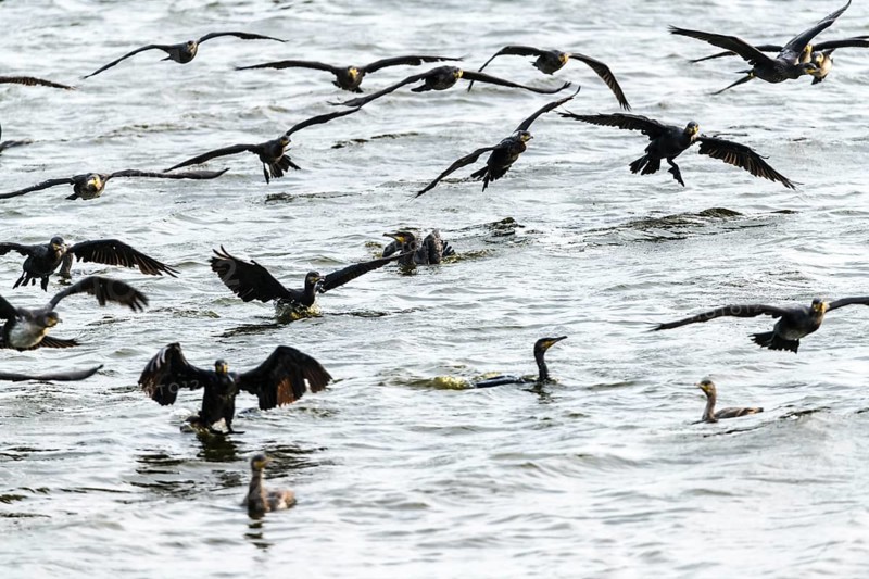 Flock of great cormorant (Phalacrocorax carbo) approaching, Filso nature reserve, Henne Kirkeby, Syddanmark, Denmark, Europe