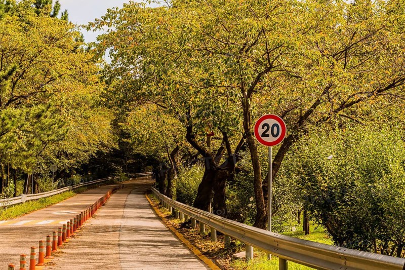 Two lane road running through wooded park with traffic bollards in center in South Korea