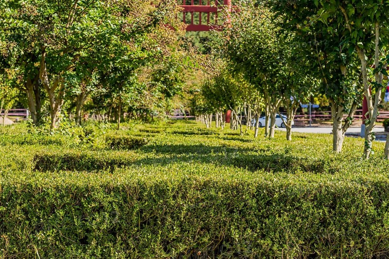 Closeup of rows of trees and manicured hedge rows next to paved road in public park in South Korea