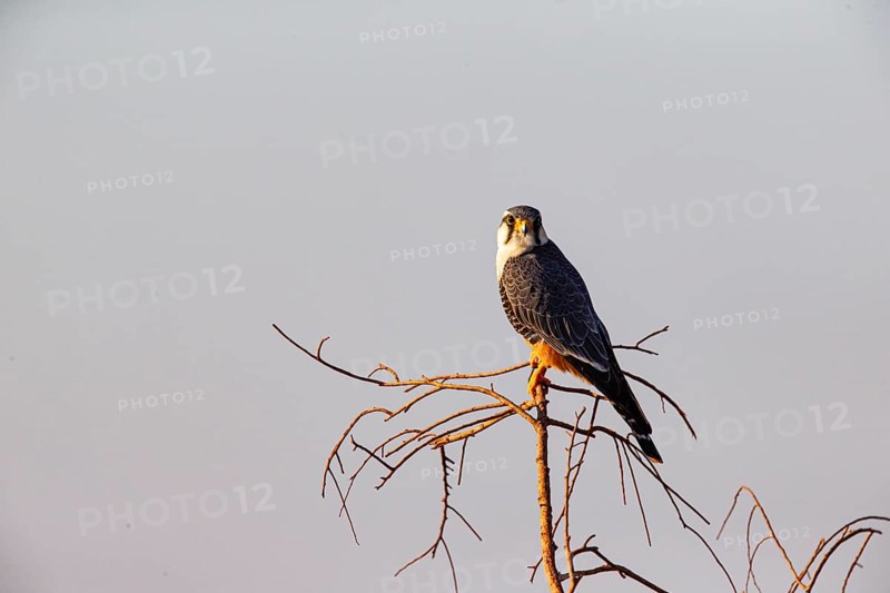 Aplomado falcon (Falco femoralis) Pantanal Brazil