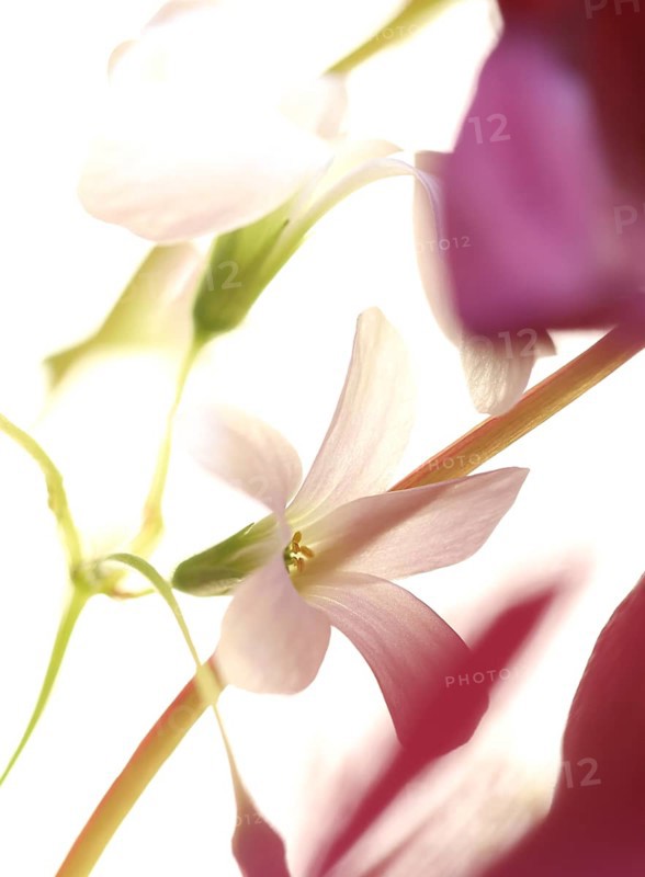White flower of purple wood sorrel (Rhizome Oxalis) between purple leaves and green leaf stalks, close-up