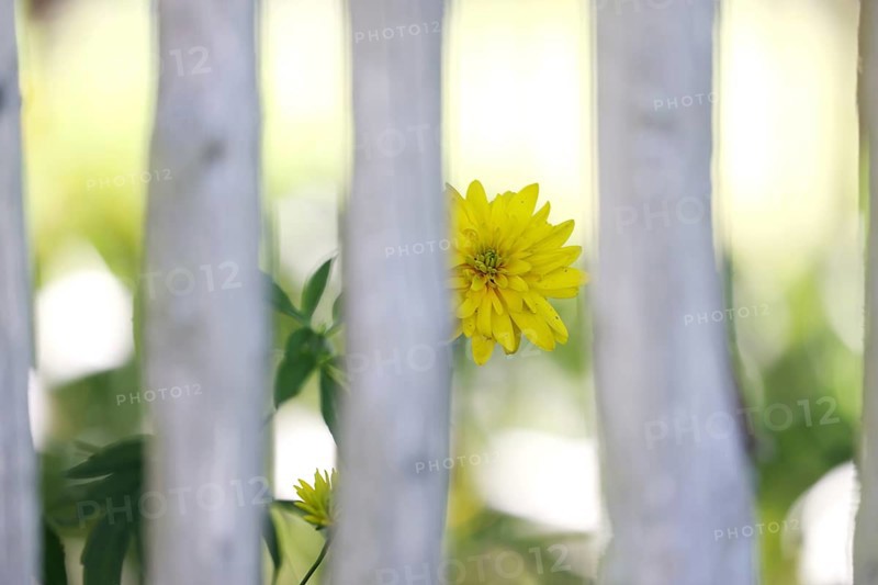 Yellow dahlias (Dahlia) behind a rustic wooden garden fence, farm garden, Fladungen Open-Air Museum, Fladungen, Lower Franconia, Franconia, Bavaria, Germany, Europe