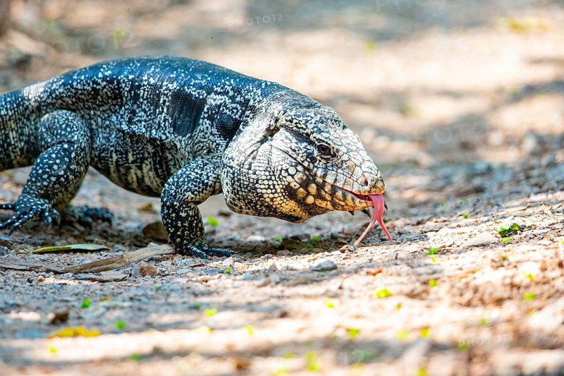 Gold tegu (Tupinambus teguixin) Pantanal Brazil