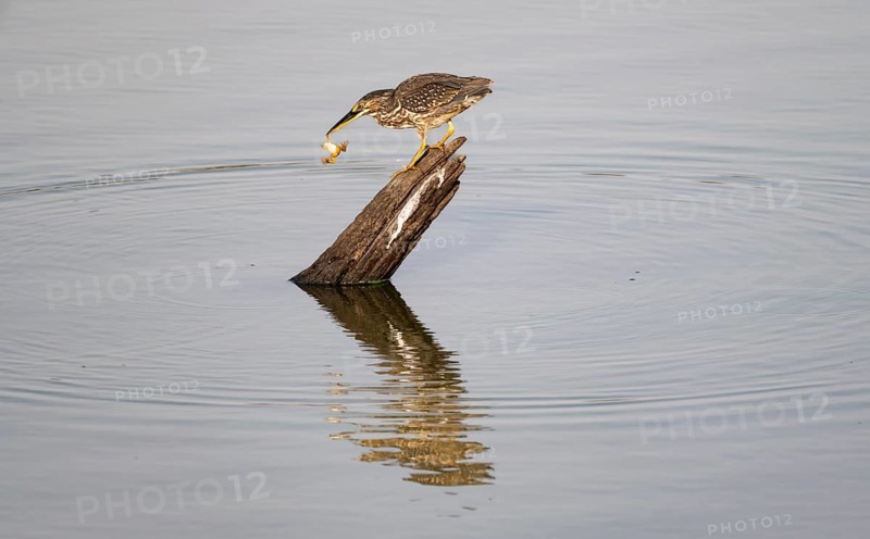 Mangrove heron (Butorides striata atricapilla), sitting on a tree stump in the water with prey in its beak, holding a small frog by the leg, reflection, Kruger National Park, South Africa, Africa