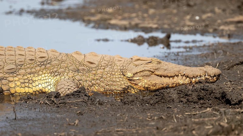 Nile crocodile (Crocodylus niloticus) sleeping on the bank, Sabie River, Kruger National Park, South Africa, Africa