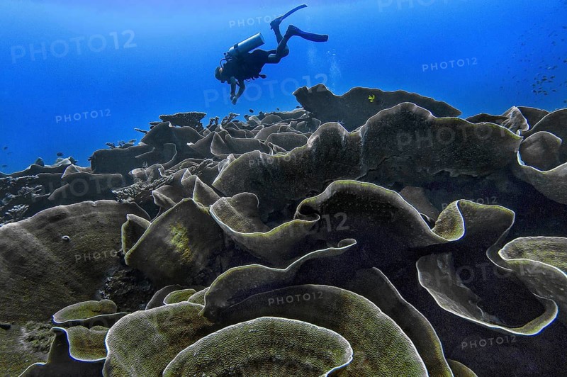 Small polyp stony coral, (Montipora mactanensis), with diver, Wakatobi Dive Resort, Sulawesi, Indonesia, Asia