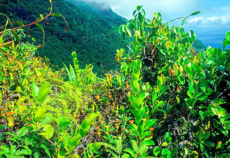 Seychelles, flora, pitcher plants, Africa