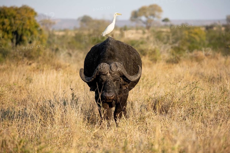 Cattle egret (Bubulcus ibis) sitting on the back of a african buffalo (Syncerus caffer caffer), bull standing in dry grass, African savannah, funny, Kruger National Park, South Africa, Africa