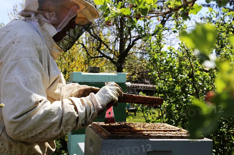 Beekeeper works on his hive