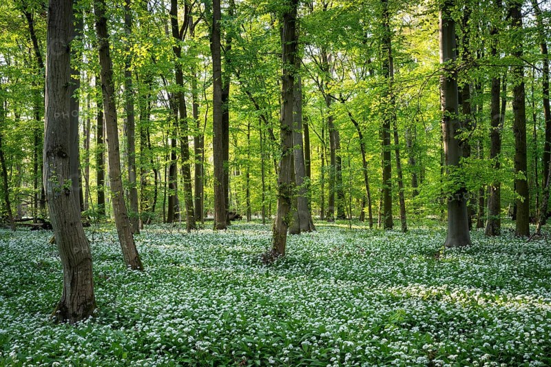 A sunny deciduous forest with white flowering ramson (Allium ursinum) in spring. Rhine-Neckar district, Baden-Wuerttemberg, Germany, Europe