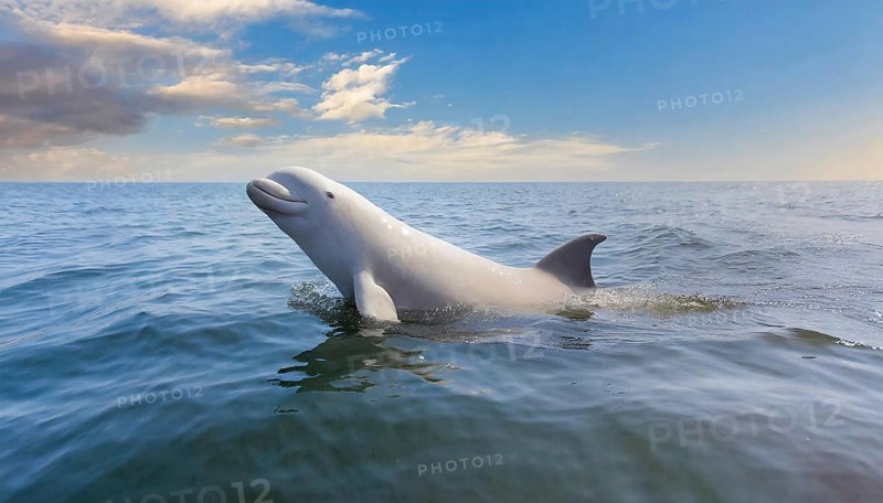 KI generated, animal, animals, mammal, mammals, biotope, habitat, one, individual, juvenile, foraging, wildlife, beluga, beluga (Delphinapterus leucas) dolphin, dolphin, pilot whale, Arctic, skin bluish-white, cream-coloured, later white, carnivore, dolphin species, dolphin species