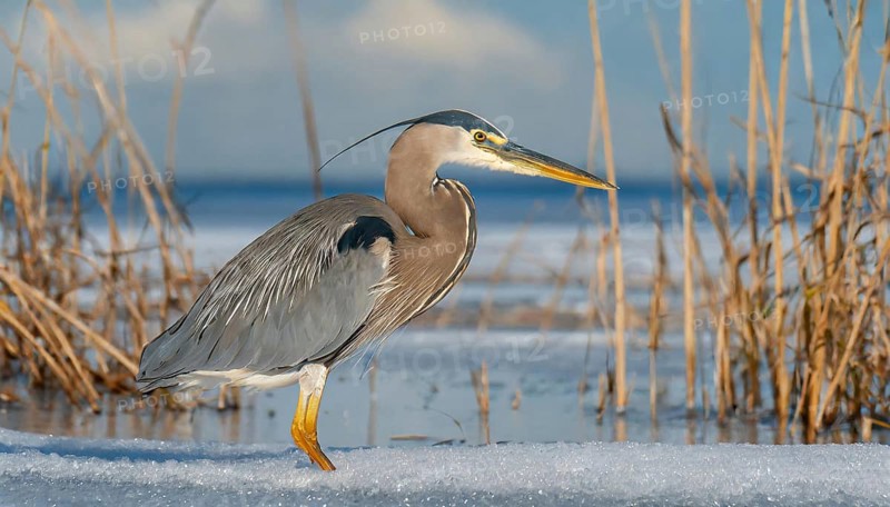 KI generated, animal, animals, bird, birds, biotope, habitat, one, individual, water, reed, winter, snow, blue sky, foraging, wildlife, seasons, heron, little blue heron (Egretta caerulea), Florida, Mexico, Central America