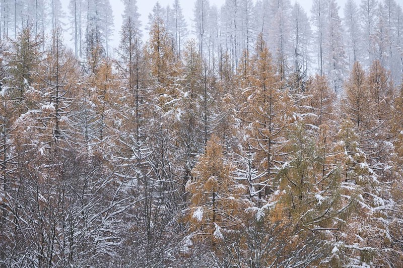 European larch (Larix decidua), treetops, yellow discoloured needles covered with snow, Thuringia, Germany, Europe