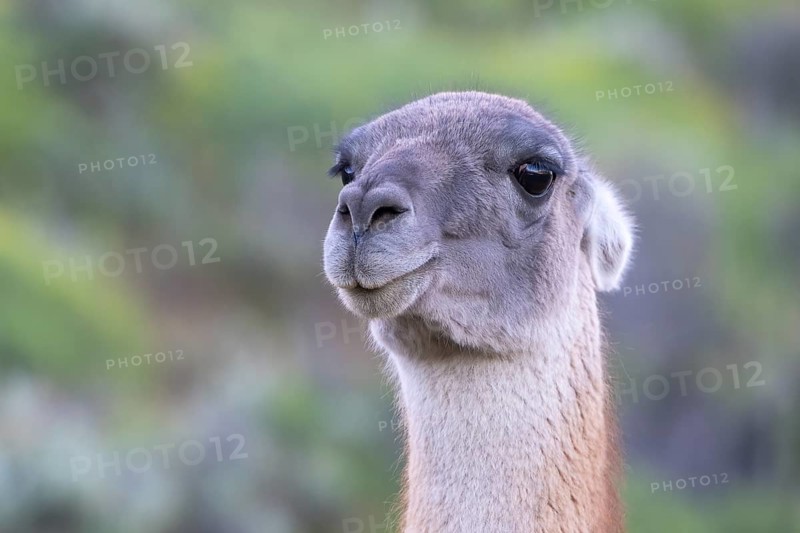 Guanaco (Llama guanicoe), Huanaco, adult, animal portrait, Torres del Paine National Park, Patagonia, end of the world, Chile, South America