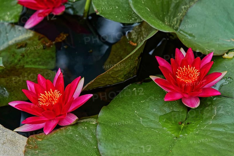 Pink water lilies standing out harmoniously on a pond, Terra Nostra Park, Furnas, Sao Miguel, Azores, Portugal, Europe
