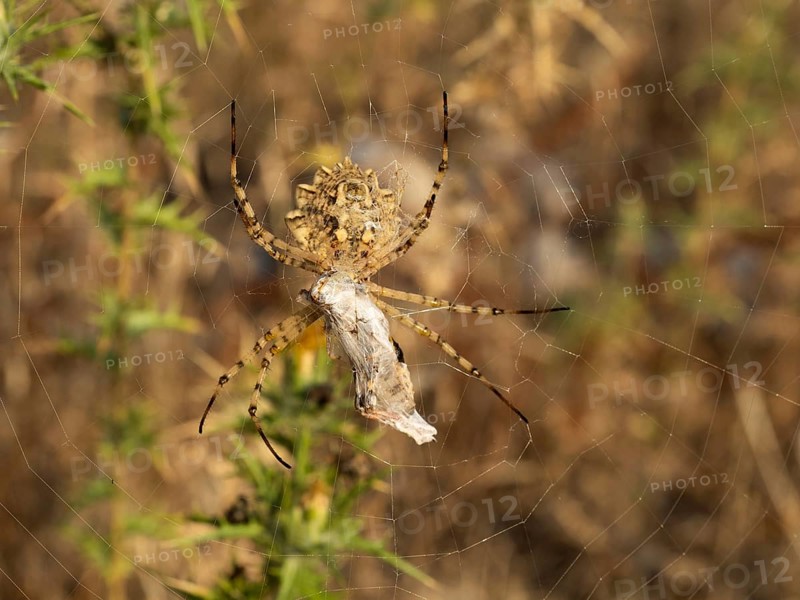 Spider with a grasshopper as prey, Lopar, Croatia, Europe