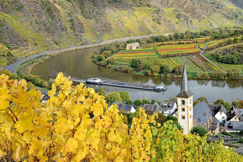View over the wine village of Bremm am Calmont with the St Laurentius church and the ruins of the Stuben monastery, cargo ship on the Moselle, Rhineland-Palatinate, Germany, Europe