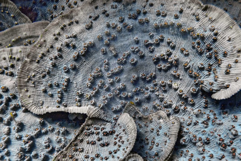 Blue chalice (Echinopora lamellosa), Wakatobi Dive Resort, Sulawesi, Indonesia, Asia