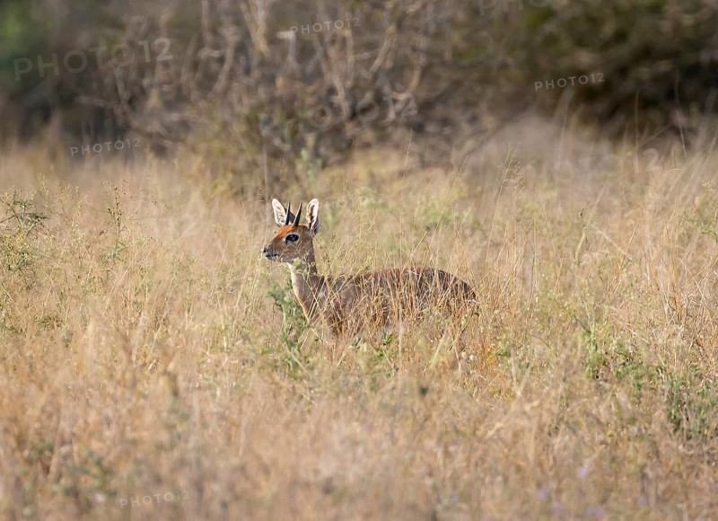 Steenbok (Raphicerus campestris) in tall grass, alert, adult male, Kruger National Park, South Africa, Africa
