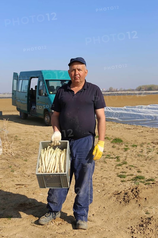 Harvest workers from Romania harvesting asparagus in a field near Mutterstadt, Rhineland-Palatinate