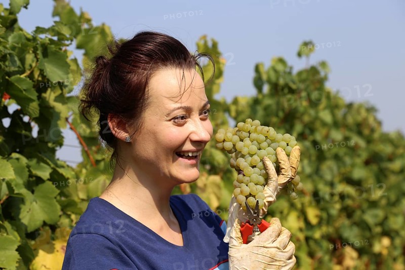 Symbolic image: Young woman hand-picking Chardonnay from the Norbert Gross winery in Meckenheim Pfalz (Bad Duerkheim district)