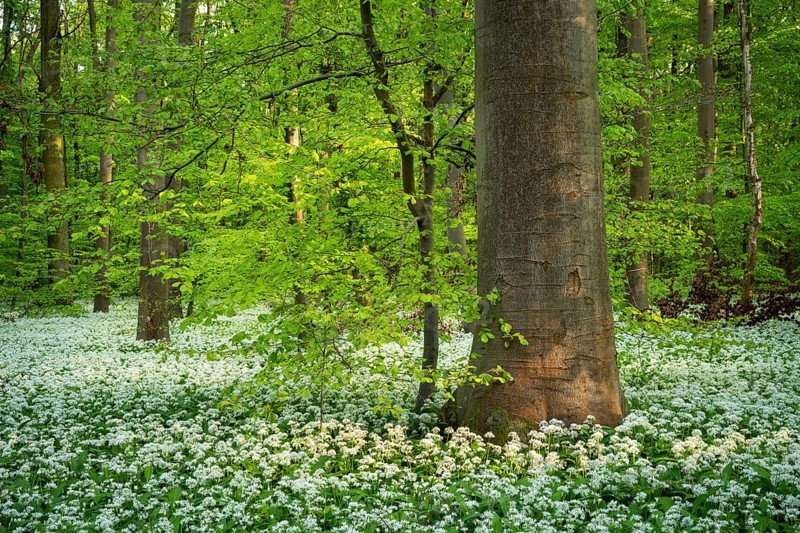 A deciduous forest with white flowering ramson (Allium ursinum) in spring in the evening sun. Rhine-Neckar district, Baden-Wuerttemberg, Germany, Europe