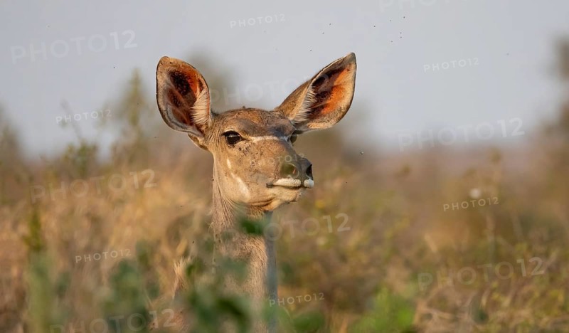 Greater Kudu (Tragelaphus strepsiceros), animal portrait, adult female, alert, Kruger National Park, South Africa, Africa