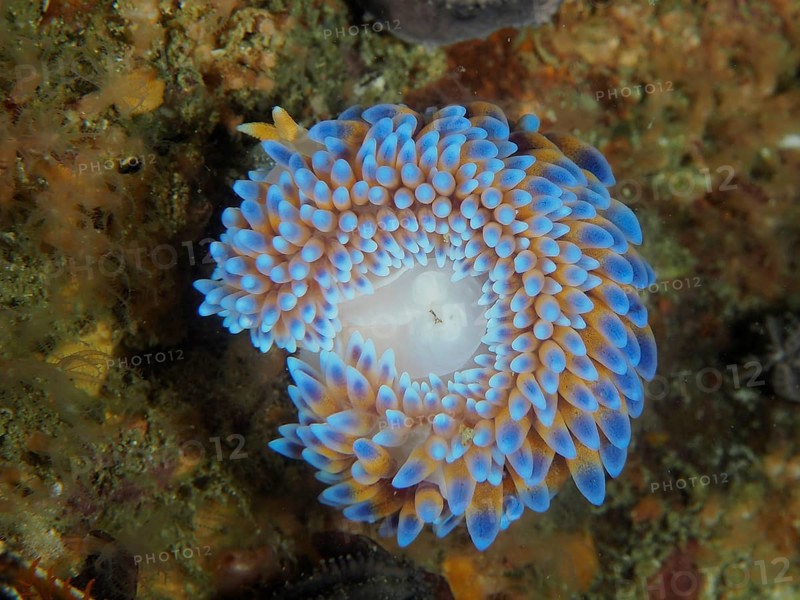 Silvertip nudibranch (Janolus capensis), False Bay dive site, Cape of Good Hope, Cape Town, South Africa, Africa