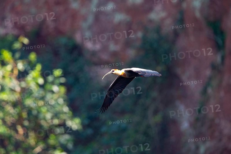 White-necked Ibis (Theristicus caudatus hyperorius) Pantanal Brazil