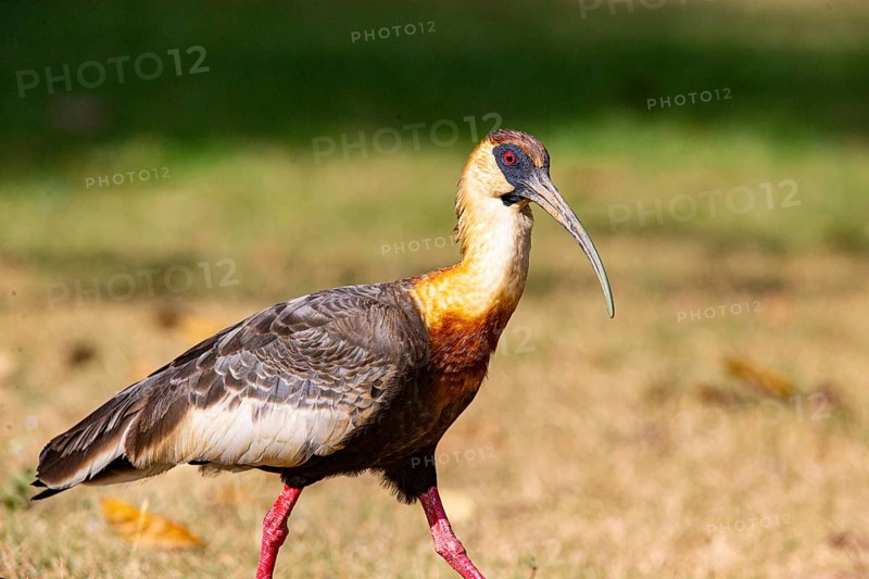 White-necked Ibis (Theristicus caudatus hyperorius) Pantanal Brazil